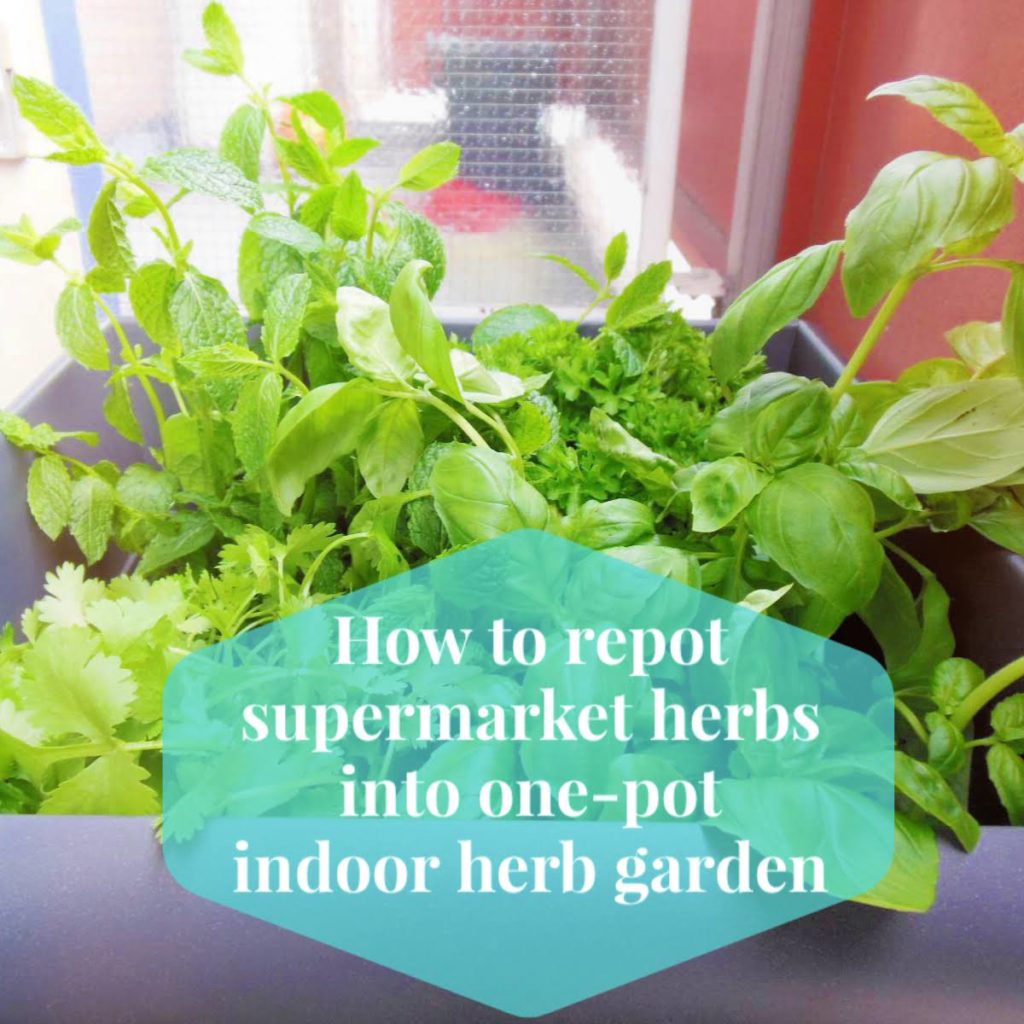 How to repot supermarket herbs into onepot indoor herb garden Lia Belle