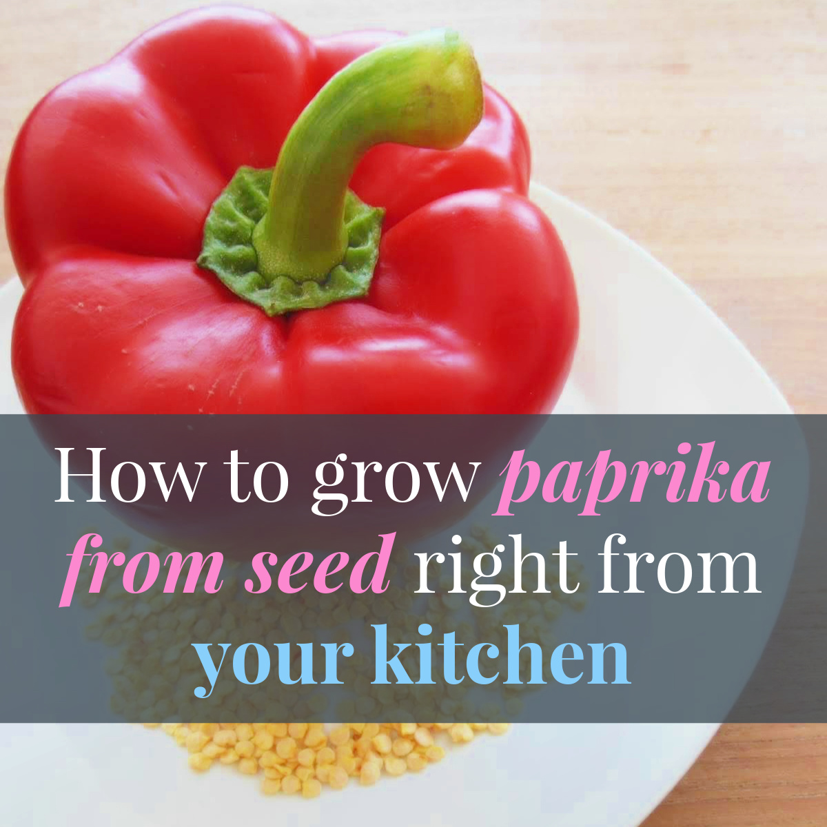 How to grow paprika from seed right from your kitchen | Lia Belle